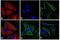 Rabbit IgG antibody, A-21428, Invitrogen Antibodies, Immunofluorescence image 