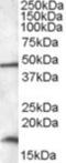 Putative RNA-binding protein 3 antibody, NBP1-36980, Novus Biologicals, Western Blot image 