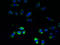 Ring Finger Protein 26 antibody, A60654-100, Epigentek, Immunofluorescence image 