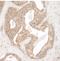 Src substrate protein p85 antibody, A302-608A, Bethyl Labs, Immunohistochemistry frozen image 