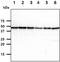 Cleavage Stimulation Factor Subunit 1 antibody, MBS200326, MyBioSource, Western Blot image 