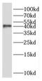 SHANK Associated RH Domain Interactor antibody, FNab07838, FineTest, Western Blot image 
