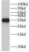 Hairy/enhancer-of-split related with YRPW motif protein 2 antibody, FNab03850, FineTest, Western Blot image 
