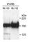 hRAD50 antibody, A300-184A, Bethyl Labs, Western Blot image 