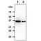 Quinolinate Phosphoribosyltransferase antibody, LS-B16352, Lifespan Biosciences, Western Blot image 