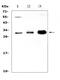 Vascular Endothelial Growth Factor B antibody, A04494-3, Boster Biological Technology, Western Blot image 