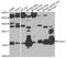 Neurocalcin Delta antibody, A09890, Boster Biological Technology, Western Blot image 