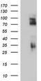 CD44 antibody, TA506739, Origene, Western Blot image 