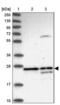 D-Amino Acid Oxidase antibody, PA5-58481, Invitrogen Antibodies, Western Blot image 