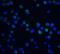 DNA fragmentation factor subunit beta antibody, 2107, ProSci Inc, Immunofluorescence image 