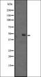 Somatostatin receptor type 4 antibody, orb335589, Biorbyt, Western Blot image 