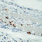 Granulocyte antibody, LS-C87905, Lifespan Biosciences, Immunohistochemistry frozen image 