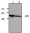 Lipoprotein Lipase antibody, TA319012, Origene, Western Blot image 