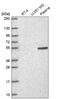 Rap guanine nucleotide exchange factor 5 antibody, HPA076772, Atlas Antibodies, Western Blot image 