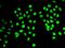 RE1-silencing transcription factor antibody, PA5-77154, Invitrogen Antibodies, Immunofluorescence image 