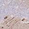 Zinc Finger Protein 281 antibody, PA5-62351, Invitrogen Antibodies, Immunohistochemistry frozen image 