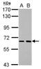 SH2 domain-containing protein 3A antibody, NBP2-20340, Novus Biologicals, Western Blot image 