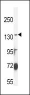 Canalicular multispecific organic anion transporter 2 antibody, PA5-23653, Invitrogen Antibodies, Western Blot image 
