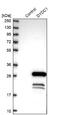 DPY30 Domain Containing 1 antibody, NBP1-88779, Novus Biologicals, Western Blot image 