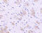 Kelch Like Family Member 1 antibody, 3015, ProSci, Immunohistochemistry paraffin image 