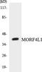 Mortality Factor 4 Like 1 antibody, LS-C200204, Lifespan Biosciences, Western Blot image 