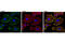 Actinin Alpha 1 antibody, 6487S, Cell Signaling Technology, Immunofluorescence image 