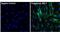 Proteasome Subunit Beta 6 antibody, GTX23331, GeneTex, Immunofluorescence image 