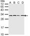 Proteasome 20S alpha 6 antibody, NBP1-33538, Novus Biologicals, Western Blot image 