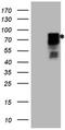 Homeodomain-interacting protein kinase 1 antibody, CF807258, Origene, Western Blot image 