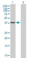 Single Stranded DNA Binding Protein 2 antibody, H00023635-B02P, Novus Biologicals, Western Blot image 