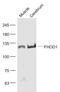 Formin Homology 2 Domain Containing 1 antibody, GTX51345, GeneTex, Western Blot image 