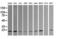 Ubiquitin Conjugating Enzyme E2 G2 antibody, LS-C337845, Lifespan Biosciences, Western Blot image 