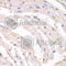 Proteasome subunit beta type-1 antibody, A1043, ABclonal Technology, Immunohistochemistry paraffin image 