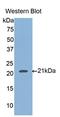 Hemojuvelin BMP Co-Receptor antibody, LS-C294454, Lifespan Biosciences, Western Blot image 