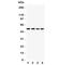 Dug antibody, R31375, NSJ Bioreagents, Western Blot image 