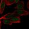 MB1 antibody, HPA049518, Atlas Antibodies, Immunocytochemistry image 