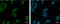 Zinc Finger Protein 45 antibody, GTX103451, GeneTex, Immunofluorescence image 