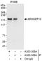 Rho Guanine Nucleotide Exchange Factor 10 antibody, A303-309A, Bethyl Labs, Immunoprecipitation image 