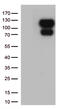 PHF-tau antibody, UM800131CF, Origene, Western Blot image 