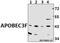 DNA dC->dU-editing enzyme APOBEC-3F antibody, GTX66822, GeneTex, Western Blot image 
