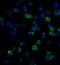 MHC class II regulatory factor RFX1 antibody, 8199, ProSci Inc, Immunofluorescence image 