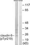 Claudin 6 antibody, P08182, Boster Biological Technology, Western Blot image 