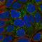 hMCS antibody, HPA047958, Atlas Antibodies, Immunofluorescence image 