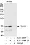 Probable ATP-dependent RNA helicase DDX52 antibody, A303-053A, Bethyl Labs, Immunoprecipitation image 