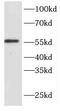 Exonuclease 3'-5' Domain Containing 2 antibody, FNab02890, FineTest, Western Blot image 