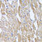 ATP Synthase F1 Subunit Beta antibody, 19-846, ProSci, Immunohistochemistry paraffin image 