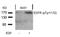 EGFR antibody, AP02479PU-S, Origene, Western Blot image 