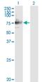 Sialic Acid Binding Ig Like Lectin 12 (Gene/Pseudogene) antibody, H00089858-M01, Novus Biologicals, Western Blot image 