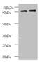 Ribosomal Protein S12 antibody, orb239004, Biorbyt, Western Blot image 