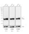 Mouse IgG antibody, SA1-72021, Invitrogen Antibodies, Western Blot image 